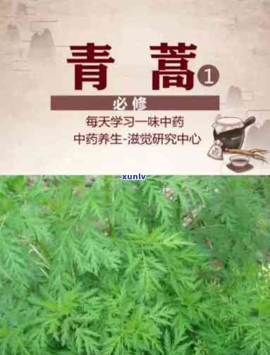 青蒿茶的功效与作用，探索青蒿茶的神奇功效与作用，了解其对健的益处