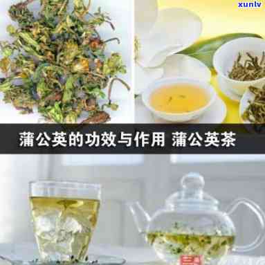 公英茶的功效作用与主治功能，公英茶：功效、作用及主治功能全面解析