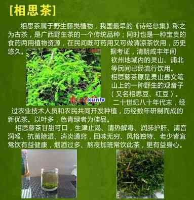 南灵茶：功效、作用及禁忌全解析