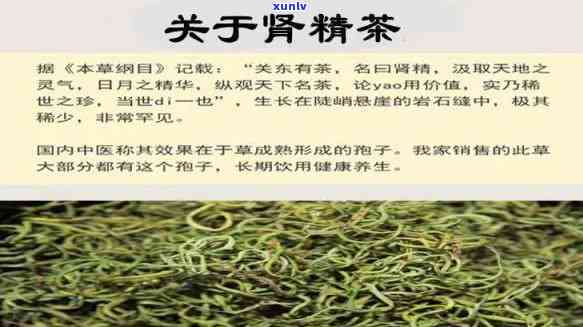 清肾茶的功效与作用及副作用，全面解析清肾茶：功效、作用和可能的副作用