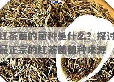 探究红菌茶的功效与作用：全面解析