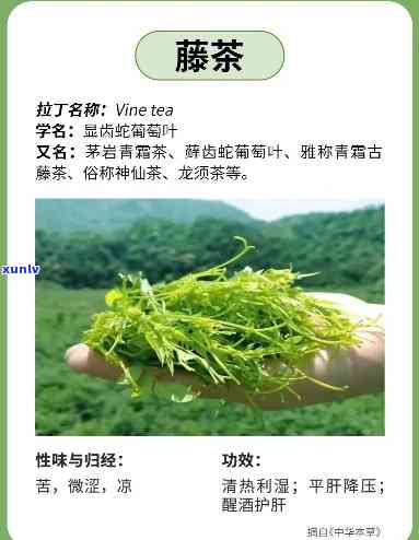 藤茶的功效：揭示恩藤茶的作用与好处