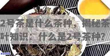 2号茶的功效与成分解析：揭开神秘面纱