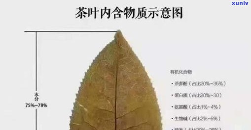 2号茶的功效与成分解析：揭开神秘面纱