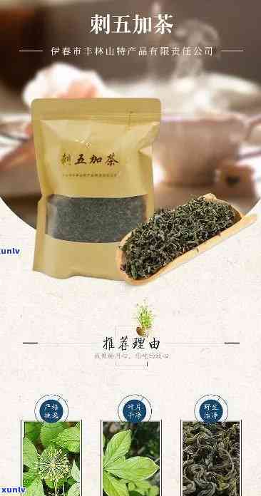 五加茶的功效与作用-五加茶的功效与作用及副作用