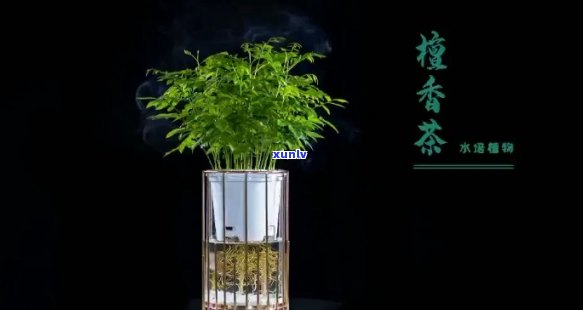 檀香茶的功效与作用及禁忌，深度解析：檀香茶的神奇功效、作用及饮用禁忌