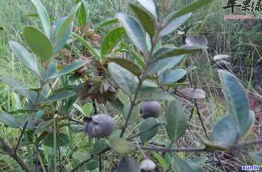 山觚子茶的功效与作用，探秘山觚子茶：功效与作用全解析