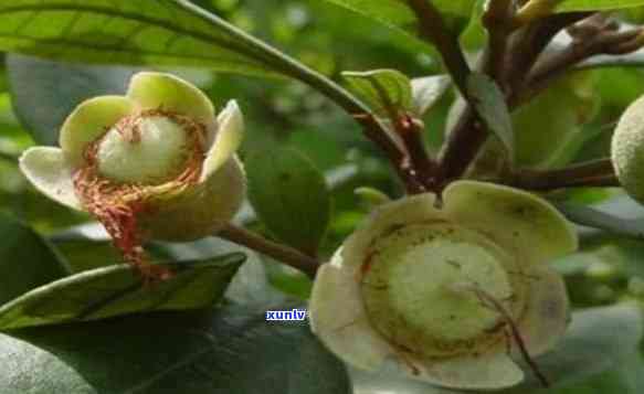 山觚子茶的功效与作用，探秘山觚子茶：功效与作用全解析