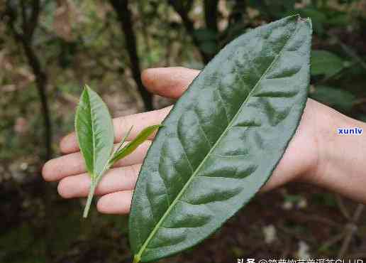 山神茶：揭示大叶茶的神奇功效与作用