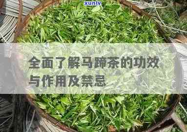 马蹄茶的功效与作用及禁忌全解析