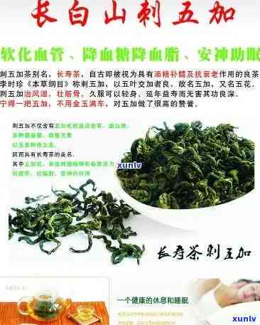 刺五加茶的功效作用与禁忌，深度解析：刺五加茶的功效、作用与使用禁忌，你不可不知的健知识！