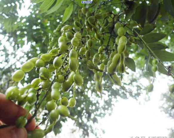 普洱茶的多种功效及其作用机制：解析一杯茶的健益处