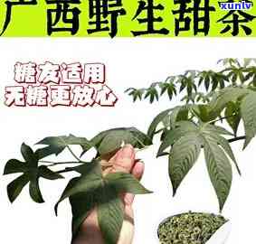 大瑶山甜茶：提高免疫力，功效与作用全解析及使用禁忌