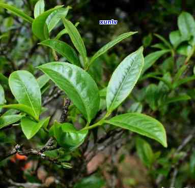 牛皮茶是什么植物？探索其图片与类型特征