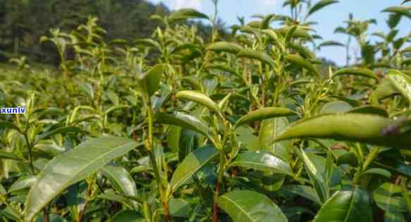 姑箐茶的功效与作用-姑箐茶的功效与作用及禁忌