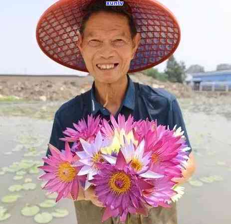 全面解析：香莲花茶的功效与作用点