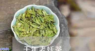 千年老妖茶的功效，千年老妖茶：揭示其神奇功效与健益处