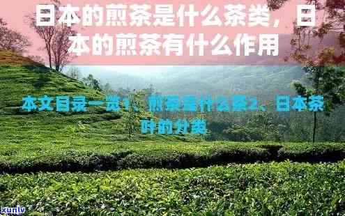 煎茶的作用与功效是什么？