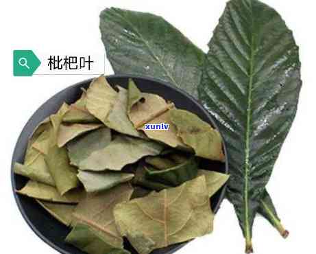 用枇杷叶制茶的企业-用枇杷叶制茶的企业有哪些