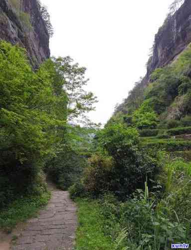 武夷山卖茶，探访武夷山：揭秘茶叶背后的故事与文化