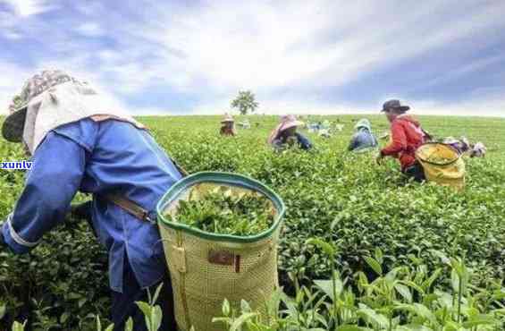 武夷山卖茶的人一年挣多少钱，揭秘：武夷山卖茶人的年收入是多少？