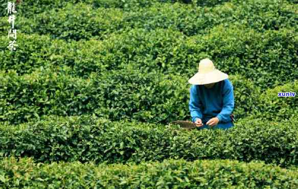 关于茶的谚语与名言名句，茗香四溢：关于茶的谚语与名言名句集锦