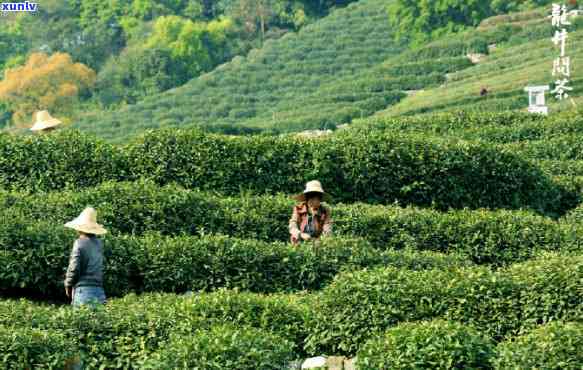 关于茶的谚语与名言名句，茗香四溢：关于茶的谚语与名言名句集锦