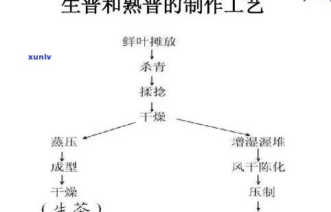 探寻古树碎银子茶：珍稀茶叶的传奇故事