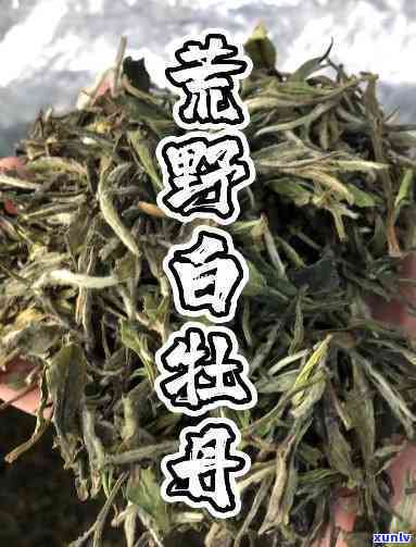 野生白牡丹茶简介，探索自然之美：野生白牡丹茶的简介与特点