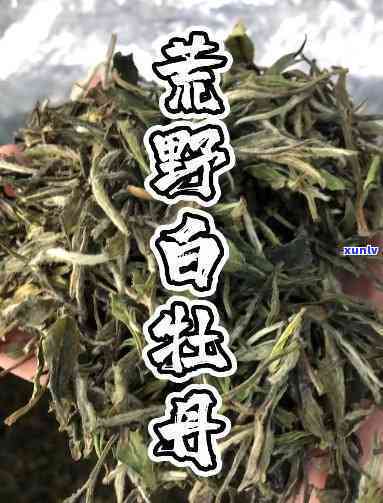 野生白牡丹茶：用途、作用全解析