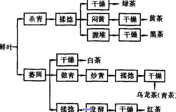 探究六大茶类的生产工艺区别及其联系