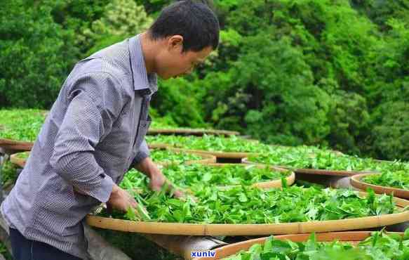 武夷茶人做茶的态度怎么样，探究武夷茶人的制茶态度