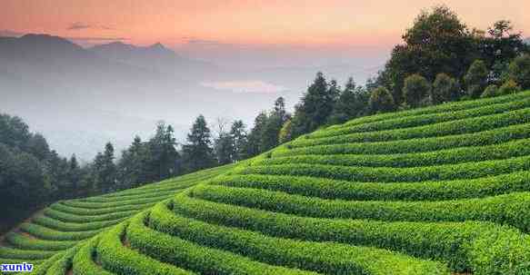 茶的市场机会有哪些-茶叶的市场机会