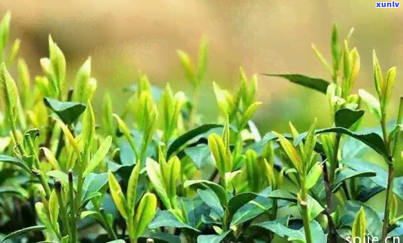 茶的市场机会有哪些-茶叶的市场机会