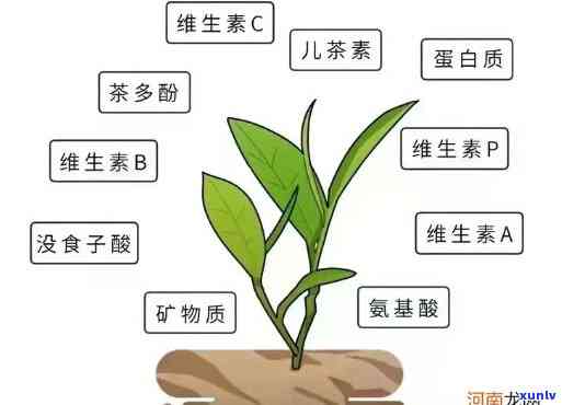 茶的内含物质：详细解析与图片展示