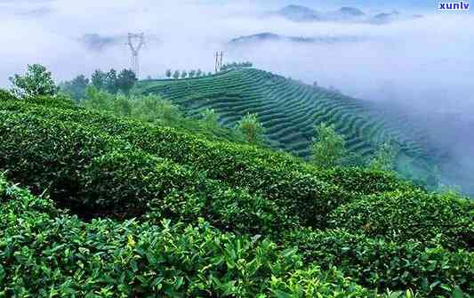 富硒茶的产地有哪些-富硒茶的产地有哪些地方