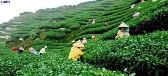 富硒茶的产地有哪些-富硒茶的产地有哪些地方