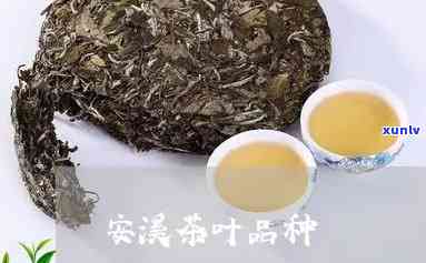 安溪茶的品种及其图片全览