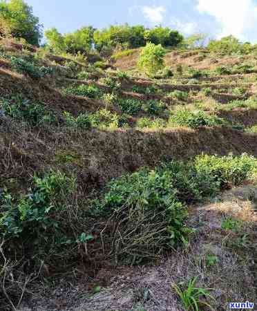 安溪的茶是什么茶？详解其种类与分类