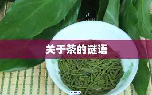 关于茶的谜语：简单、易懂的茶叶知识问答