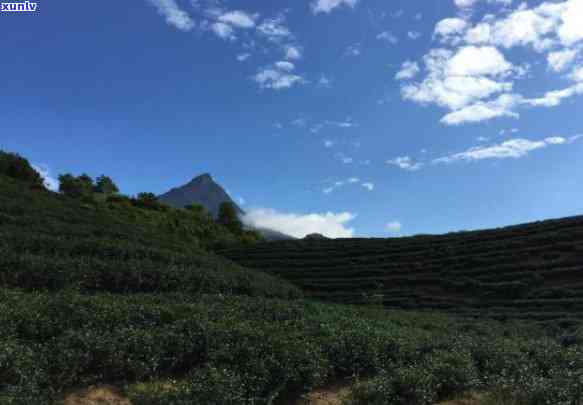 郑州翡翠玉石交易：原石采购与鉴赏之地