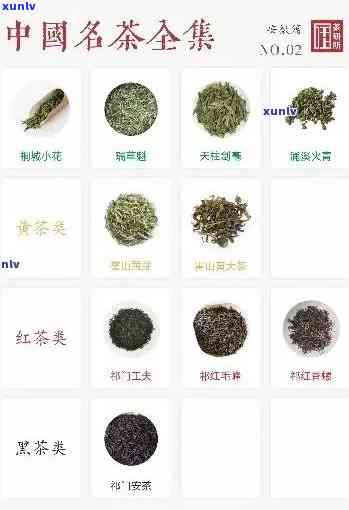 东都有什么茶品种-东产茶有哪些地方