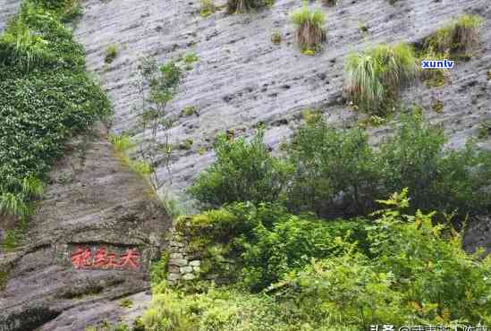 武夷山茶品类，探索武夷山茶的丰富种类与独特韵味