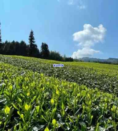 高山茶品种排行-高山茶品种排行榜前十名