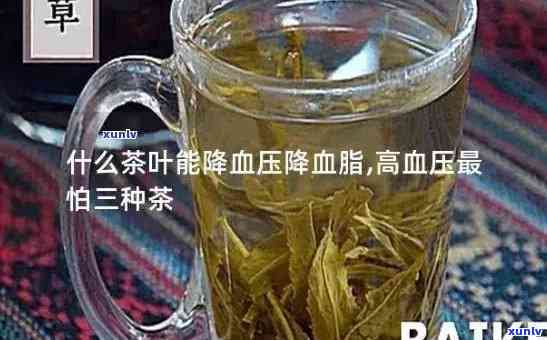 新疆的茶品种降血脂-新疆什么茶降脂降压