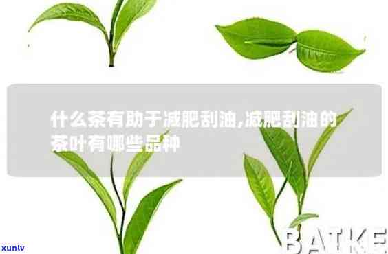 12种最刮油脂的茶品种及推荐