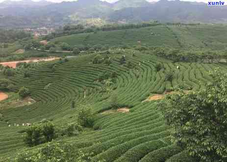 世界十大茶排行榜，探秘全球茶叶品质，揭晓世界十大茶排行榜