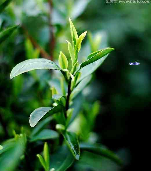 茶的功效及保健功能-茶的功效及保健功能有哪些