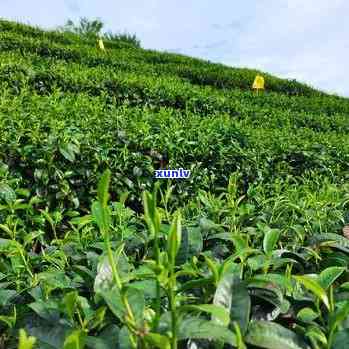 生态茶图片和价格，优质生态茶，美丽价格呈现！