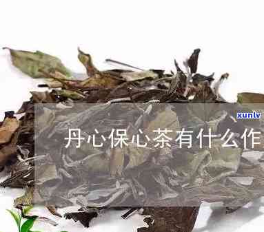 保心茶的功效与作用-丹参保心茶的功效与作用